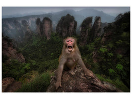 canvas-print-macaco-rhesus-x