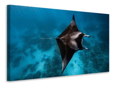 canvas-print-manta-fly