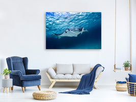 canvas-print-manta-ray