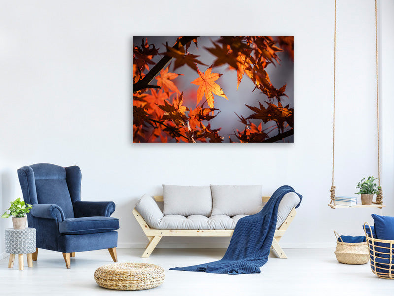 canvas-print-maple-leaves-in-autumn