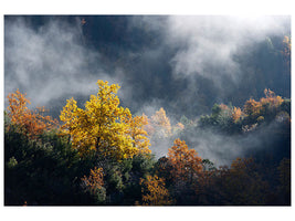 canvas-print-moonlight-forest