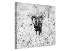 canvas-print-mouflon-x