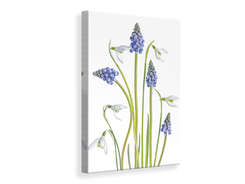 canvas-print-muscari-and-galanthus