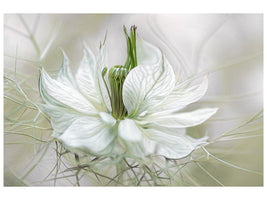 canvas-print-nigella-xdf