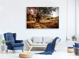 canvas-print-olive-grove