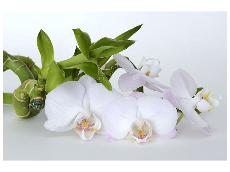 canvas-print-orchid-and-bamboo