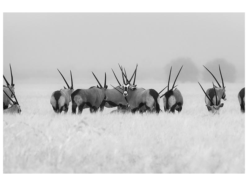 canvas-print-oryx-in-the-rain-x