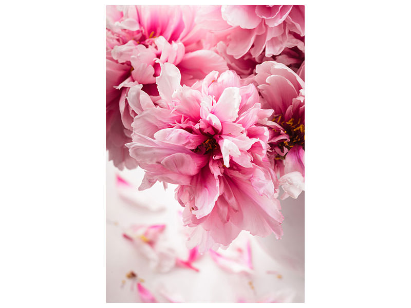 canvas-print-peonies