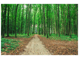 canvas-print-pine-forests