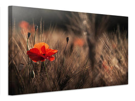 canvas-print-poppy-with-corn-x