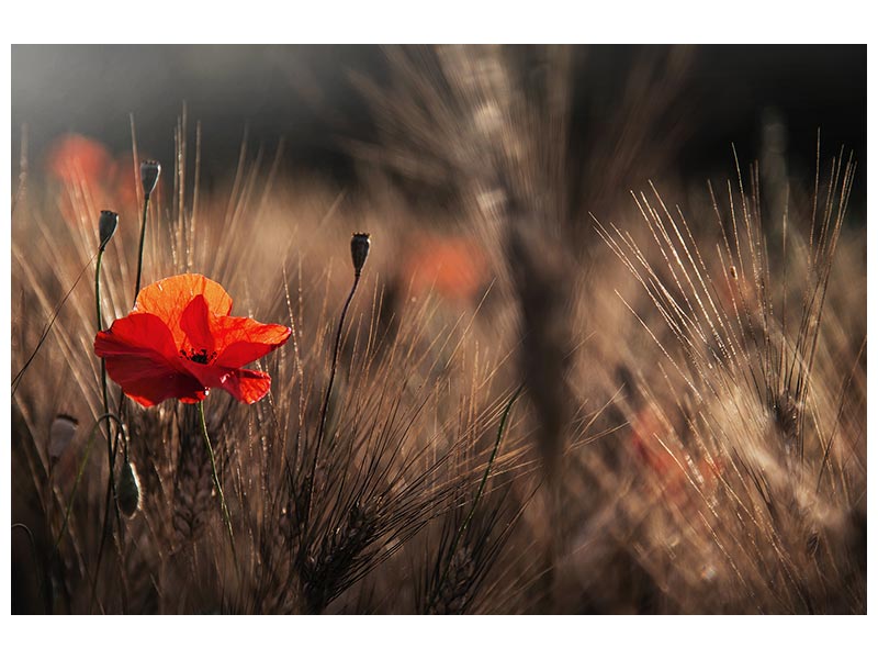 canvas-print-poppy-with-corn-x