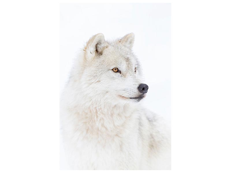 canvas-print-portrait-of-an-arctic-wolf-x