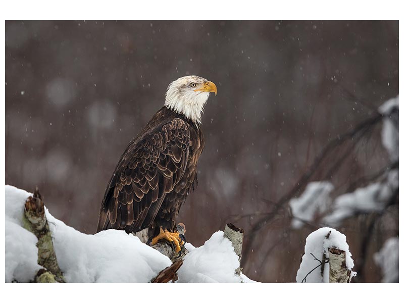 canvas-print-proud-but-cold-x