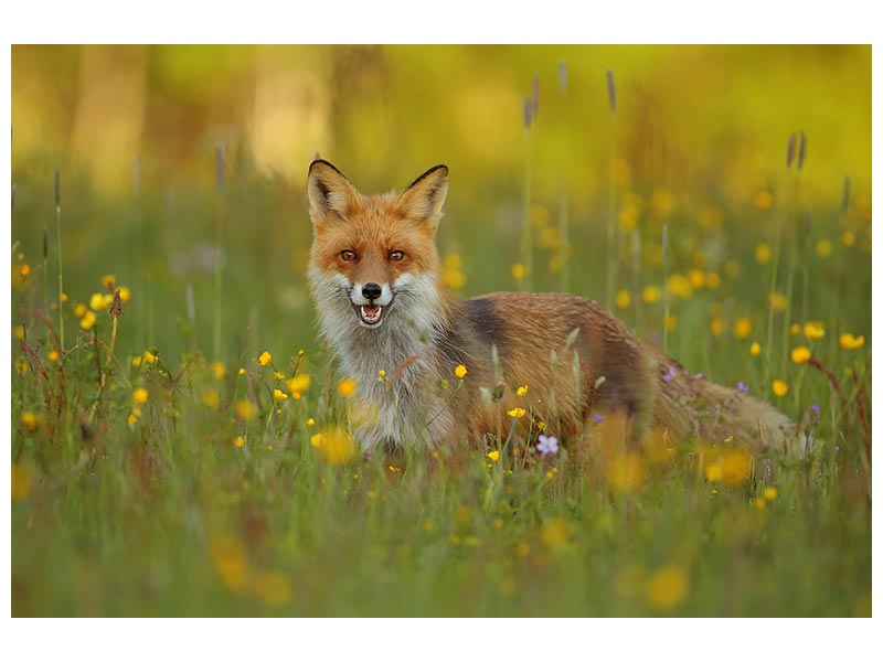 canvas-print-red-fox-xkh