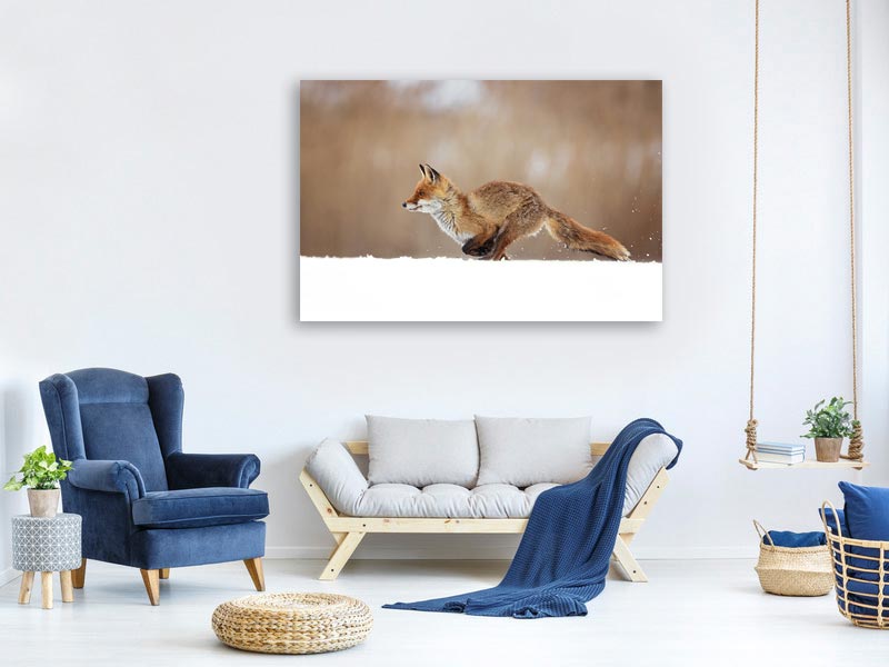 canvas-print-red-fox-xmv