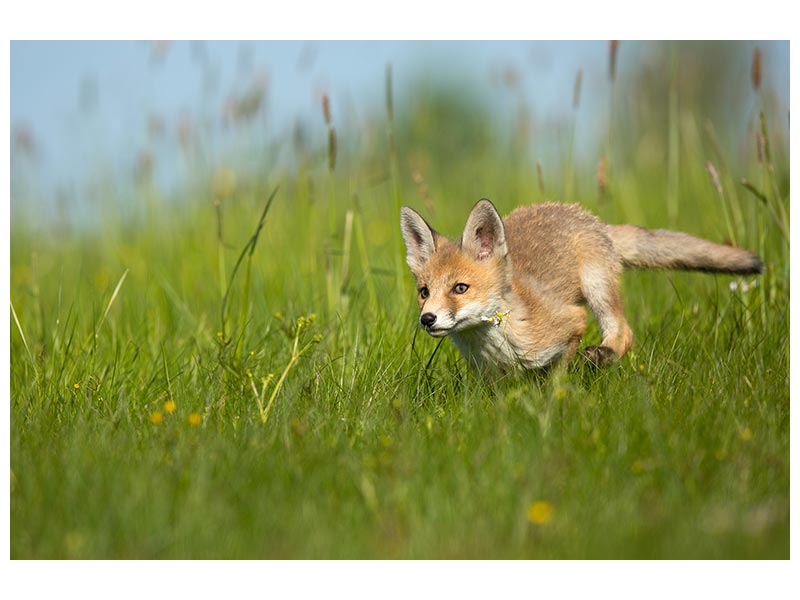 canvas-print-red-fox-xue