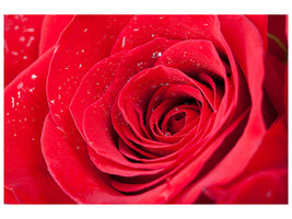 canvas-print-red-rose-in-morning-dew