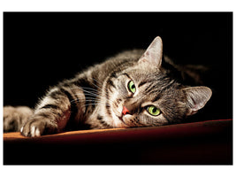 canvas-print-relaxed-cat