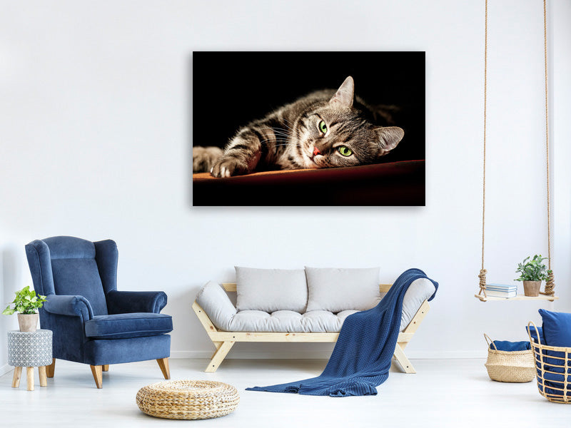 canvas-print-relaxed-cat