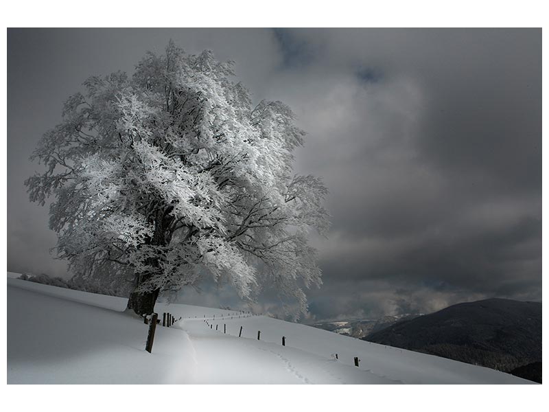 canvas-print-schneeweg-x