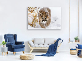 canvas-print-sneaky-cougar-x