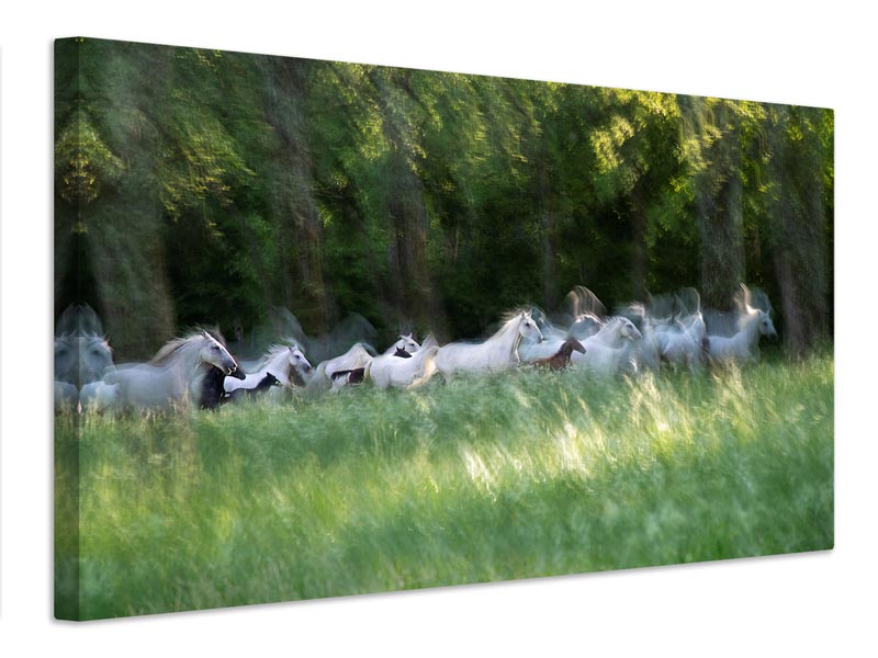 canvas-print-spring-gallop-x