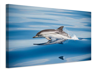 canvas-print-striped-dolphin-x