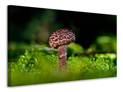 canvas-print-strobilomyces-strobilaceus