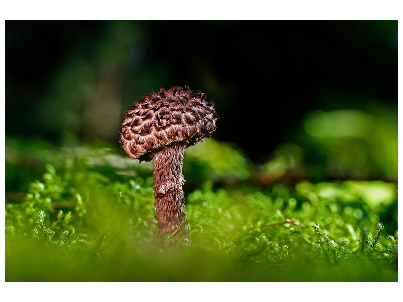 canvas-print-strobilomyces-strobilaceus