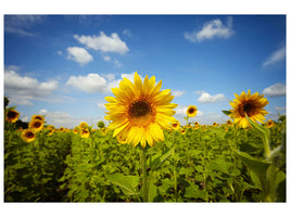 canvas-print-summer-sunflowers