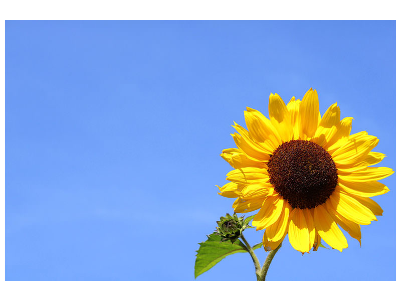 canvas-print-sunflower-with-blue-sky