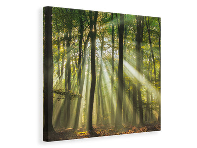 canvas-print-sunny-start-to-the-day