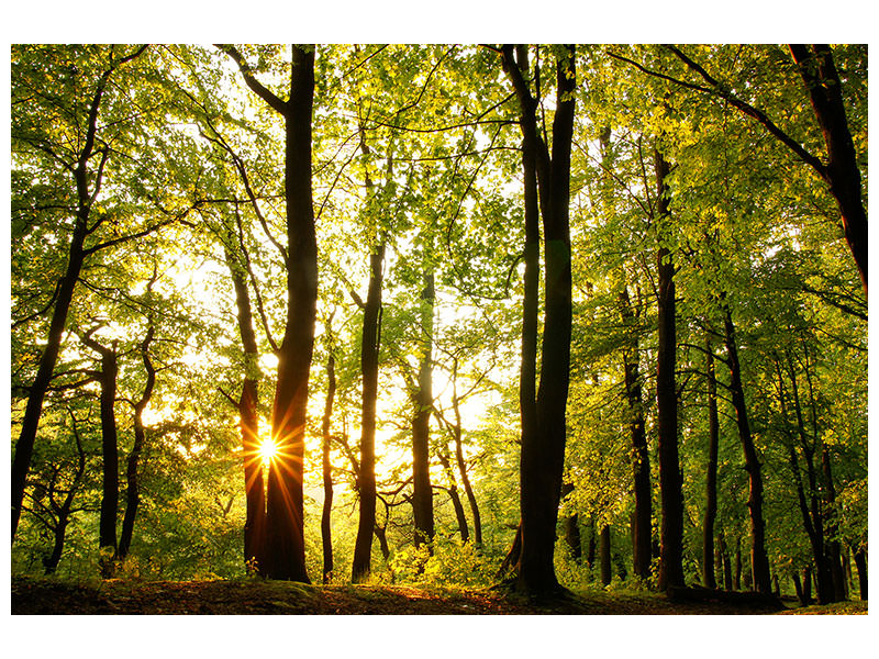 canvas-print-sunset-between-trees