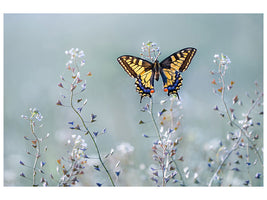 canvas-print-swallowtail-beauty