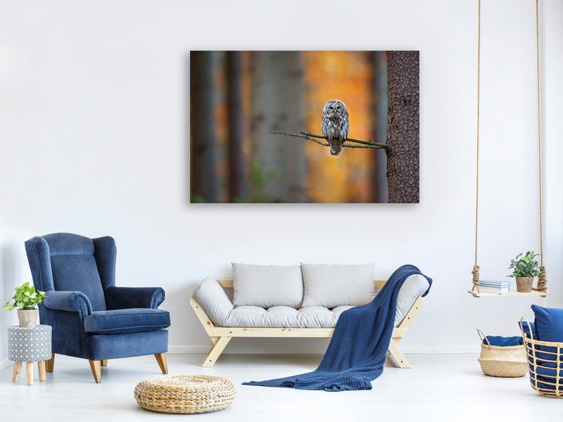 canvas-print-tawny-owl-x