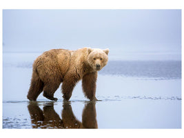 canvas-print-the-bear-walk-x