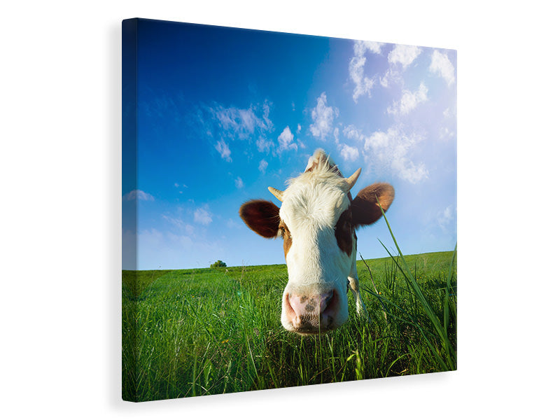 canvas-print-the-cow