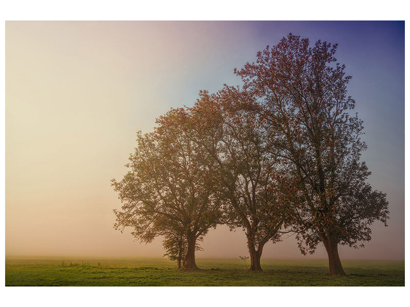 canvas-print-the-crooked-tree