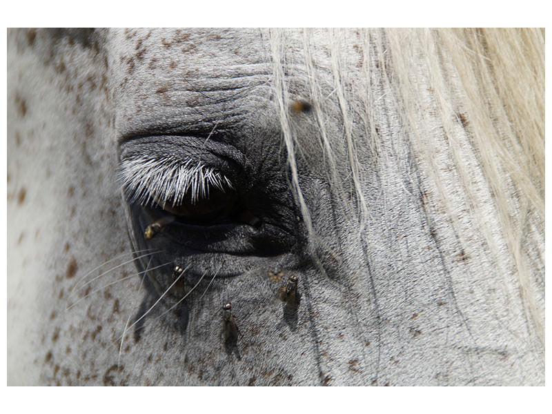 canvas-print-the-eye-of-the-horse