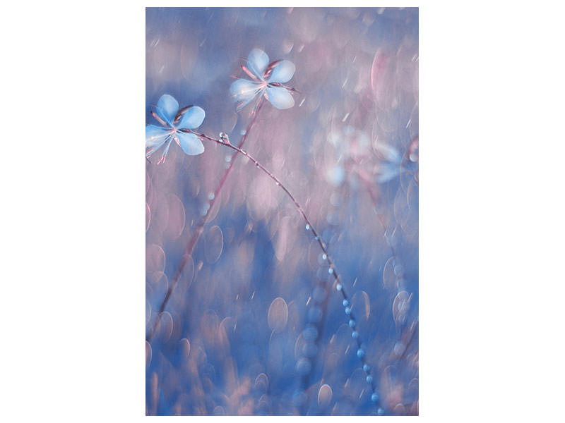 canvas-print-the-flower-duet