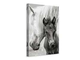 canvas-print-the-foal-x