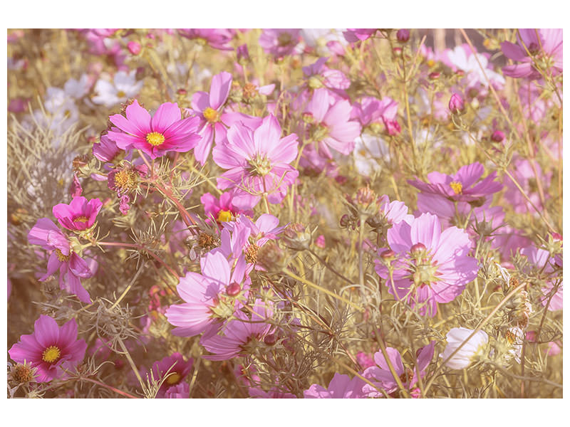 canvas-print-the-jewelry-basket-cosmea