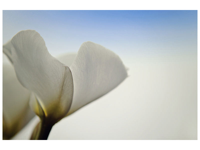 canvas-print-the-leaf-of-a-lily-blossom