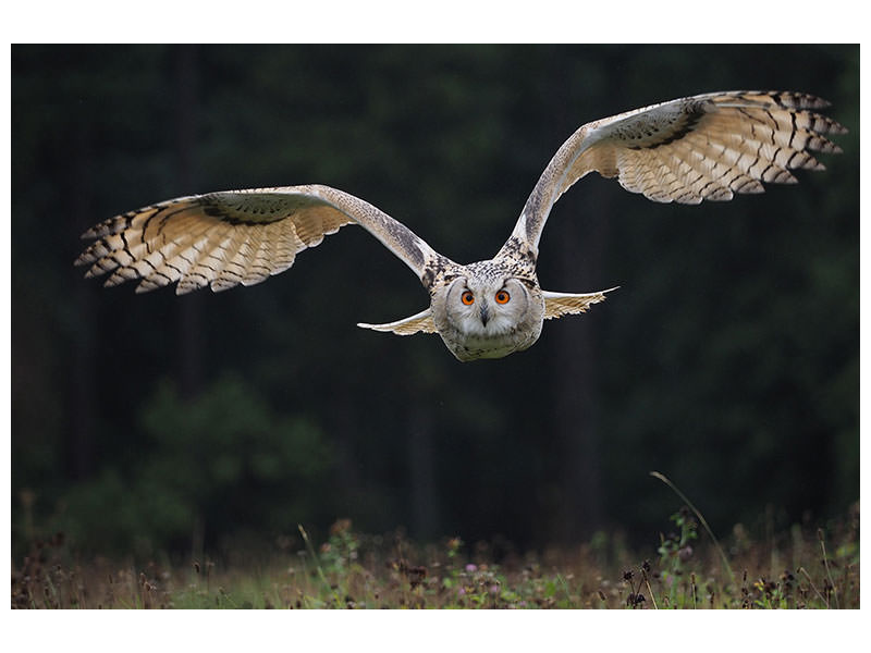 canvas-print-the-owl