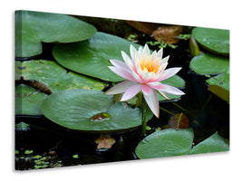 canvas-print-the-proud-water-lily