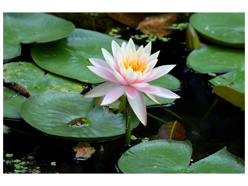 canvas-print-the-proud-water-lily