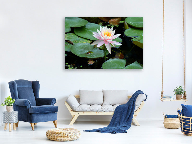 canvas-print-the-proud-water-lily