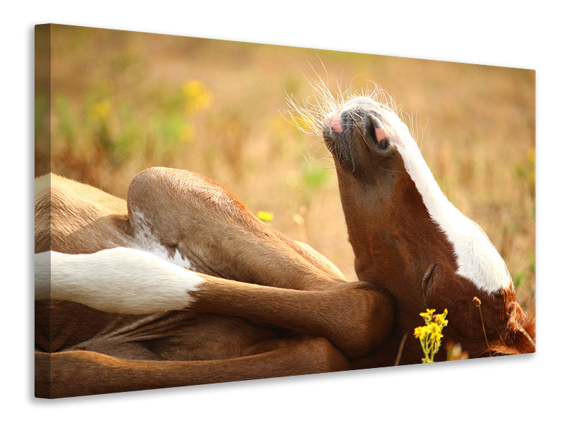 canvas-print-the-sleeping-horse