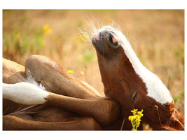 canvas-print-the-sleeping-horse