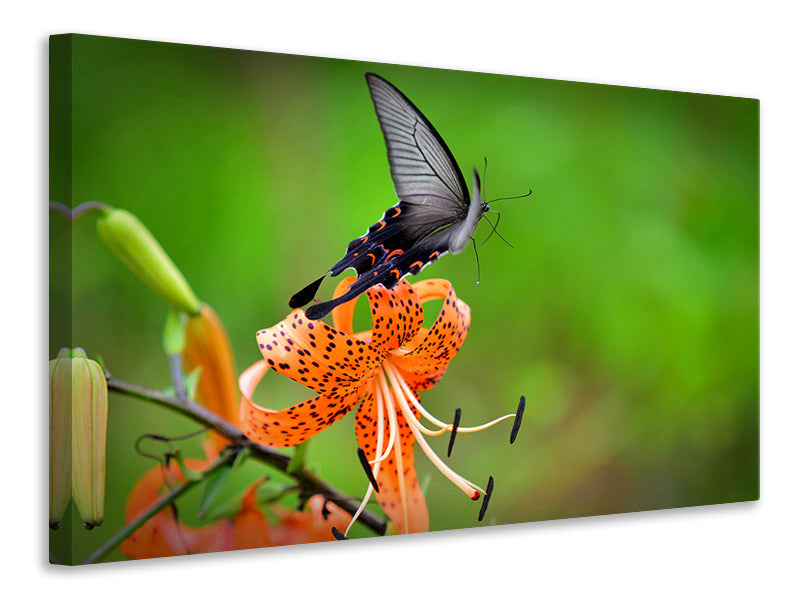 canvas-print-the-tiger-lily-and-the-butterfly